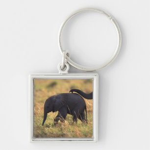 Stamm der rührenden Nachkommenschaft des Schlüsselanhänger