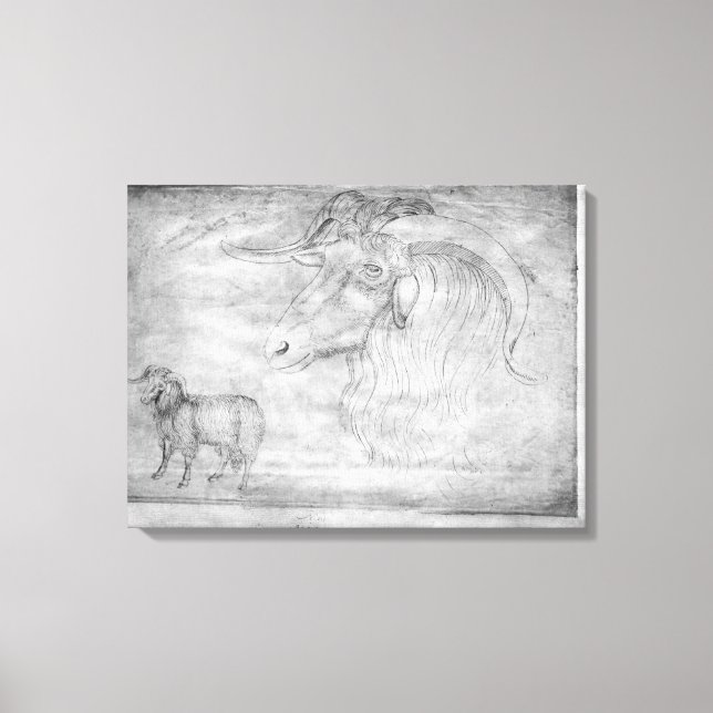 Stamm und Kopf eines RAM Leinwanddruck (Vorderseite)