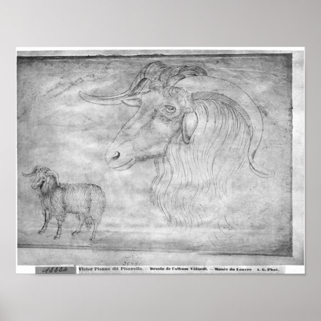 Stamm und Kopf eines RAM Poster (Vorne)