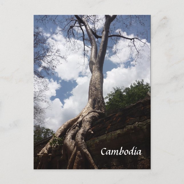 Stammbaum Postkarte (Vorderseite)