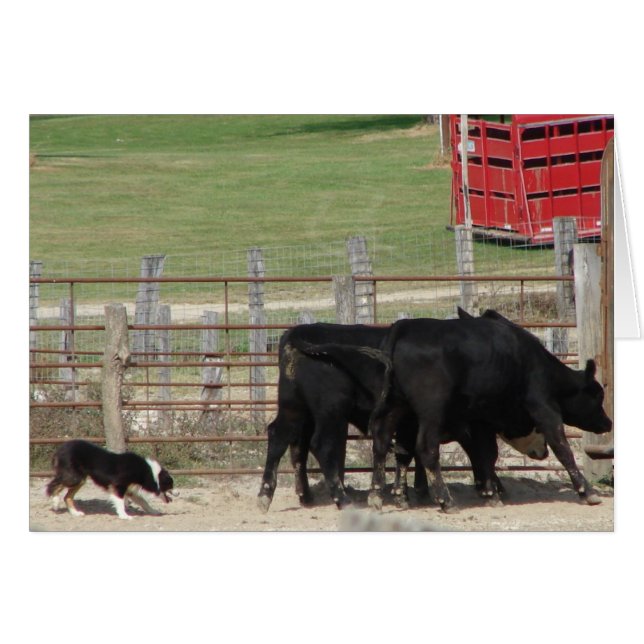 Stammhundversuch (Vorderseite (Horizontal))