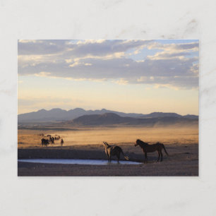 Stampede Postkarte