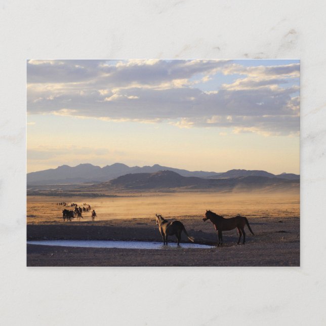 Stampede Postkarte (Vorderseite)