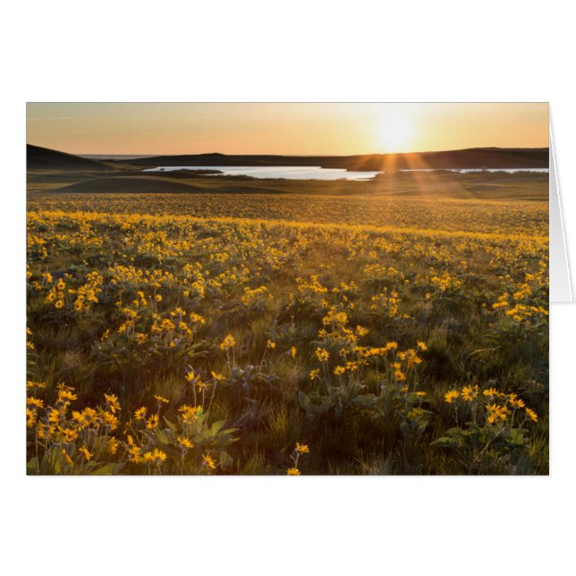 Stand der Balsamroot-Wildblumen der Arrowleaf (Vorderseite (Horizontal))