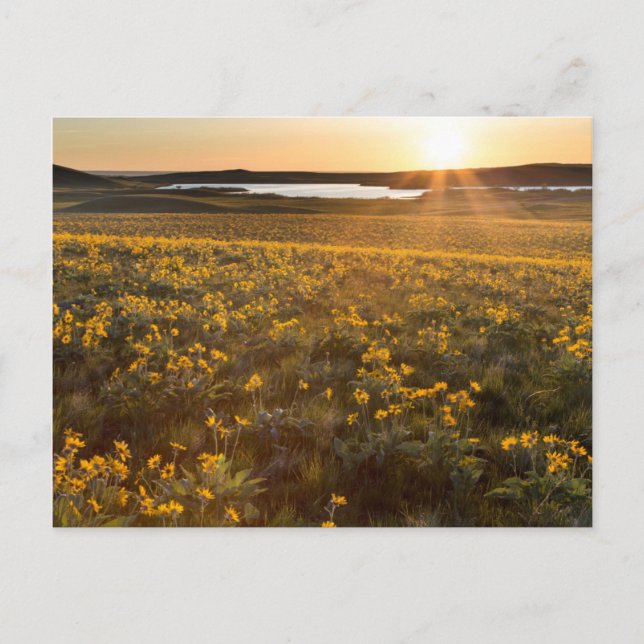 Stand der Balsamroot-Wildblumen der Arrowleaf Postkarte (Vorderseite)
