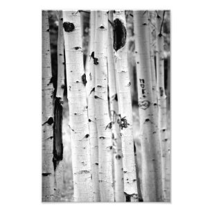Stand hoch Aspen's Fotodruck