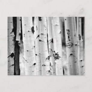 Stand hoch Aspen's Postkarte