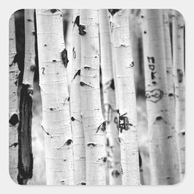 Stand hoch Aspens Quadratischer Aufkleber (Vorderseite)