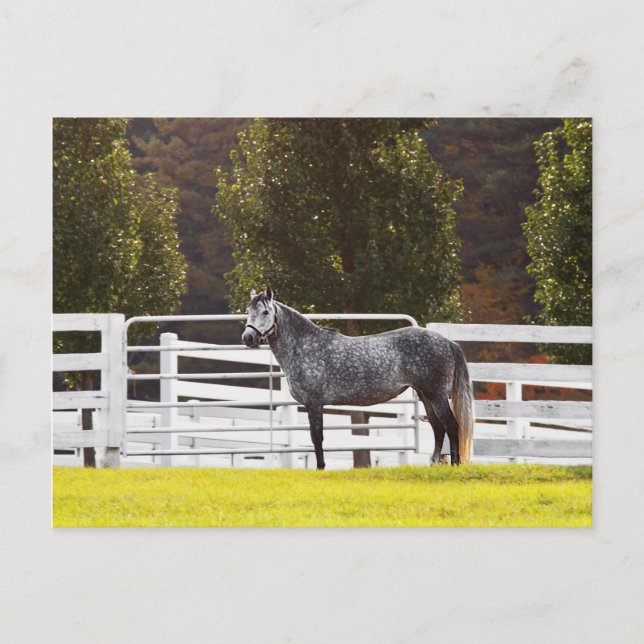 Stand Proof Postkarte (Vorderseite)