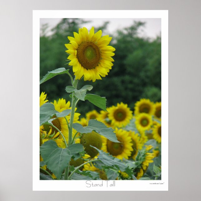 Stand Tal Poster (Vorne)