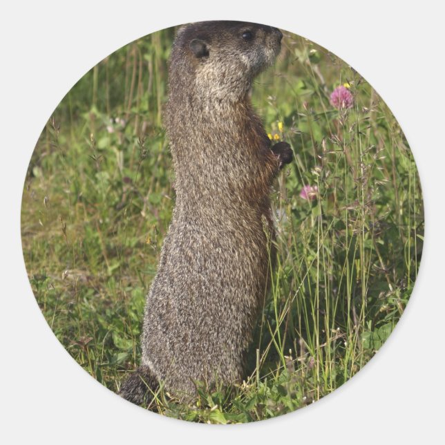 Stand Tall Marmot Sticker (Vorderseite)