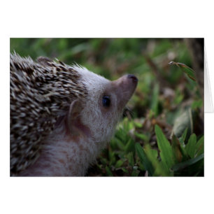 Standard-Igel