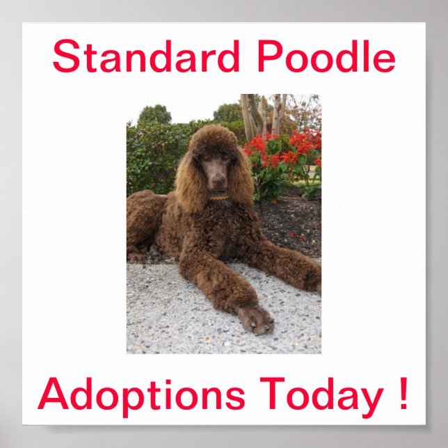 Standard Poodle Dog Adoptionen Heute unterzeichnen Poster (Vorne)