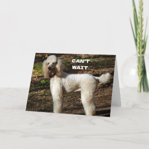 STANDARD POODLE sagt "GLÜCKLICHER 60. GEBURTSTAG" Karte