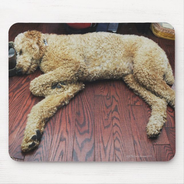Standard Poodle Schlafen auf dem Boden Mousepad (Vorne)