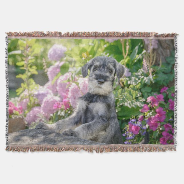 Standard Schnauzer Welpe im blühenden Garten - Decke (Vorderseite)