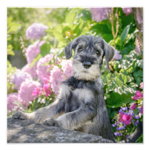 Standard Schnauzer Welpe im blühenden Garten - Fotodruck
