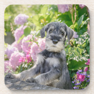Standard Schnauzer Welpe im blühenden Garten - Getränkeuntersetzer