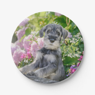 Standard Schnauzer Welpe in einem blühenden Garten Pappteller