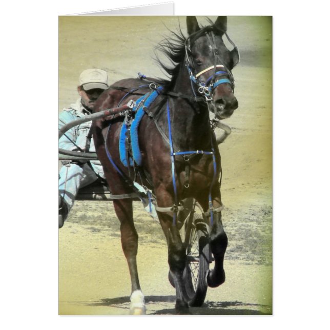 Standardbred Rennpferd (Vorne)