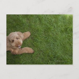 Standardpoodle 2 postkarte