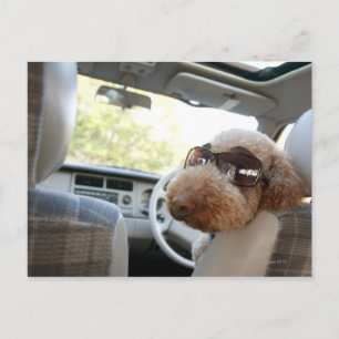 Standardpoodle 3 postkarte