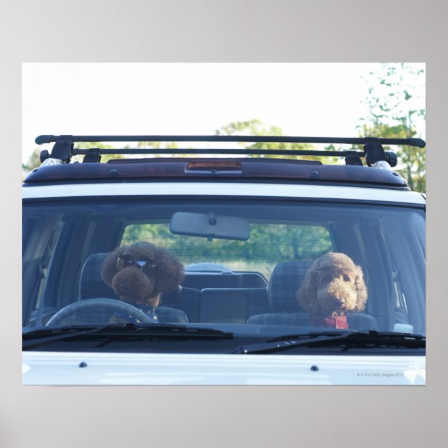Standardpoodle 4 poster (Vorne)