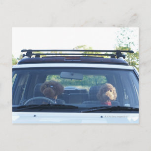 Standardpoodle 4 postkarte