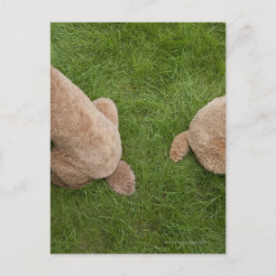 Standardpoodle Postkarte