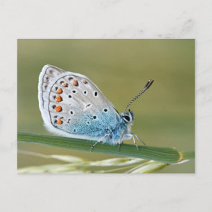 Standardpostkarte Postkarte