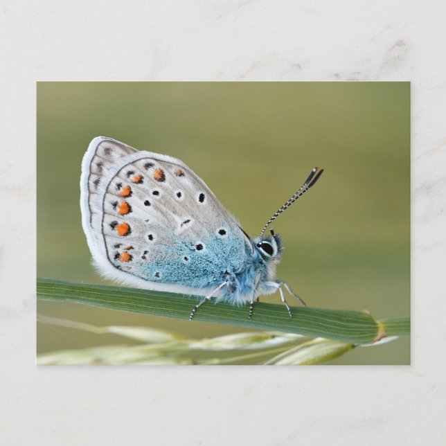 Standardpostkarte Postkarte (Vorderseite)