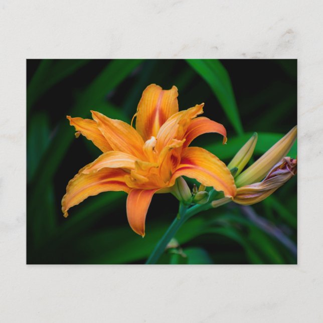 Standardpostkarte Postkarte (Vorderseite)