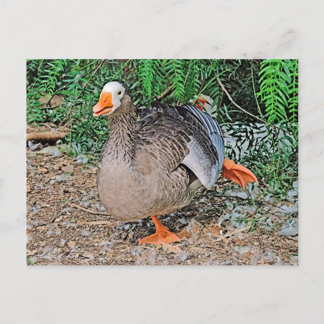 Standardpostkarte Postkarte (Vorderseite)