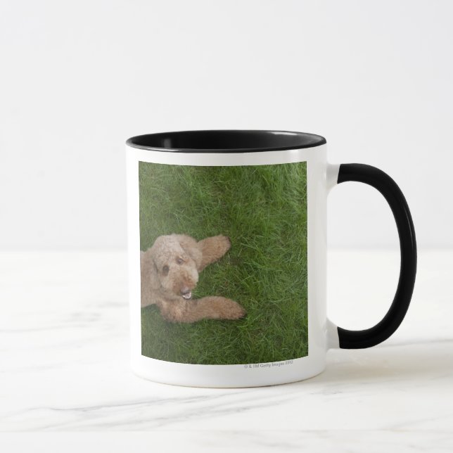 Standardpudel 2 tasse (Rechts)
