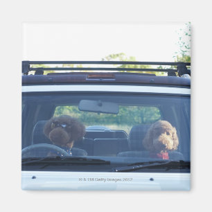 Standardpudel 4 magnet