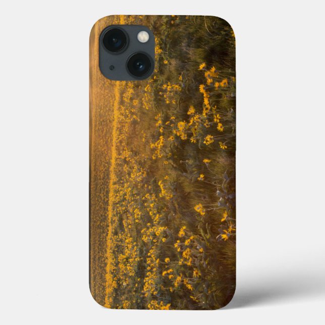 Ständer von Balsamroot-Wildblumen Case-Mate iPhone Hülle (Rückseite)