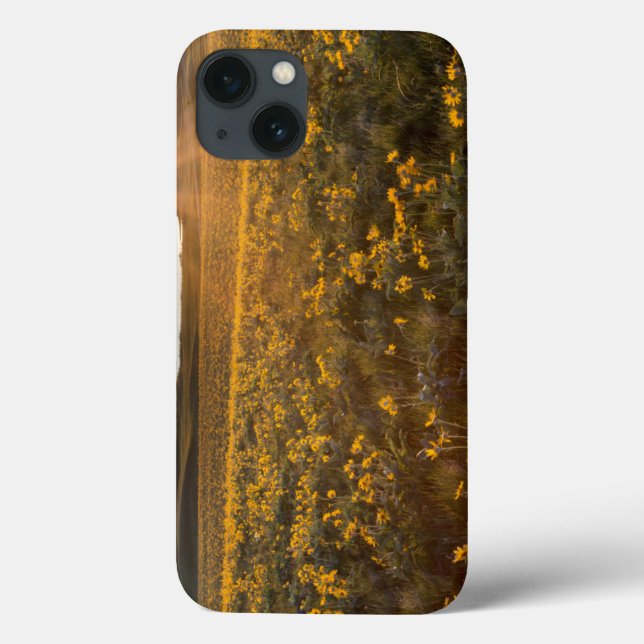 Ständer von Balsamroot-Wildblumen Case-Mate iPhone Hülle (Rückseite)