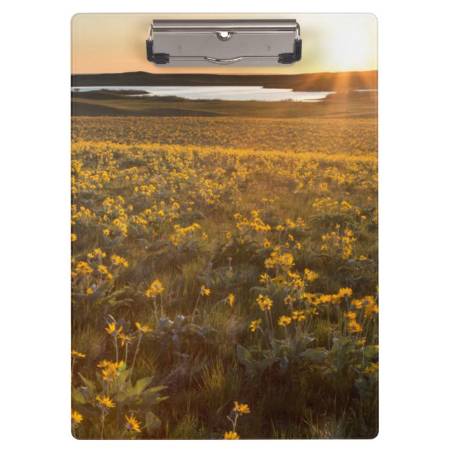 Ständer von Balsamroot-Wildblumen Klemmbrett (Vorderseite)