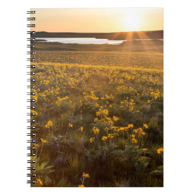 Ständer von Balsamroot-Wildblumen Notizblock (Vorderseite)