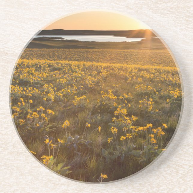 Ständer von Balsamroot-Wildblumen Sandstein Untersetzer (Vorne)