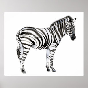 Standing Zebra Poster