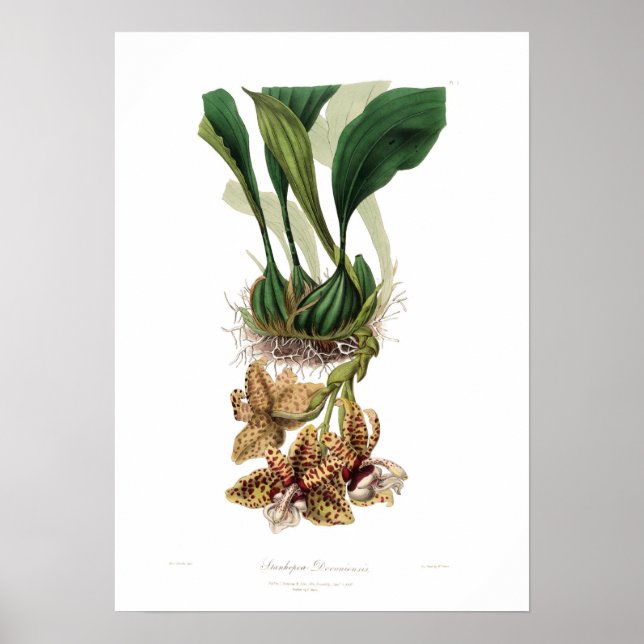 Stanhopea devoniensis poster (Vorne)