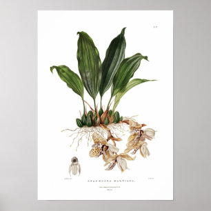 Stanhopea martiana von Augusta Innes Withers. Poster