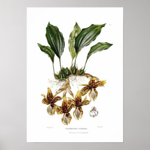 Stanhopea tigrina durch Augusta Innes Withers Poster