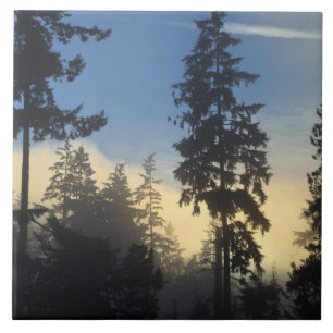 Stanley Park, Wälder, Meeresnebelschicht zieht her Fliese