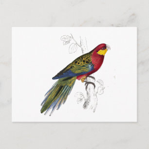 Stanley Parrakeet von Edward Lear Postkarte