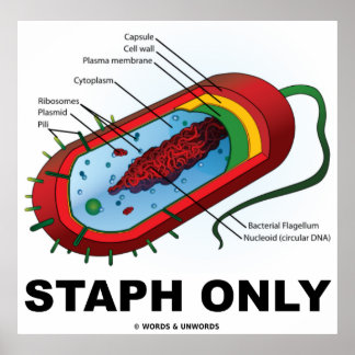 Staph nur (Bacteria Prokaryote) Poster