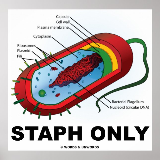 Staph nur (Bacteria Prokaryote) Poster (Vorne)