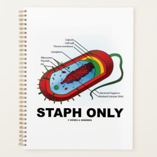Staph nur Bakteriendiagramm Prokaryote Bakterien Planer