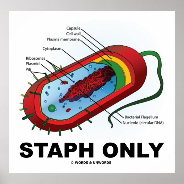 Staph nur (Bakteriendiagramm Prokaryote Bakterien) Poster (Vorne)